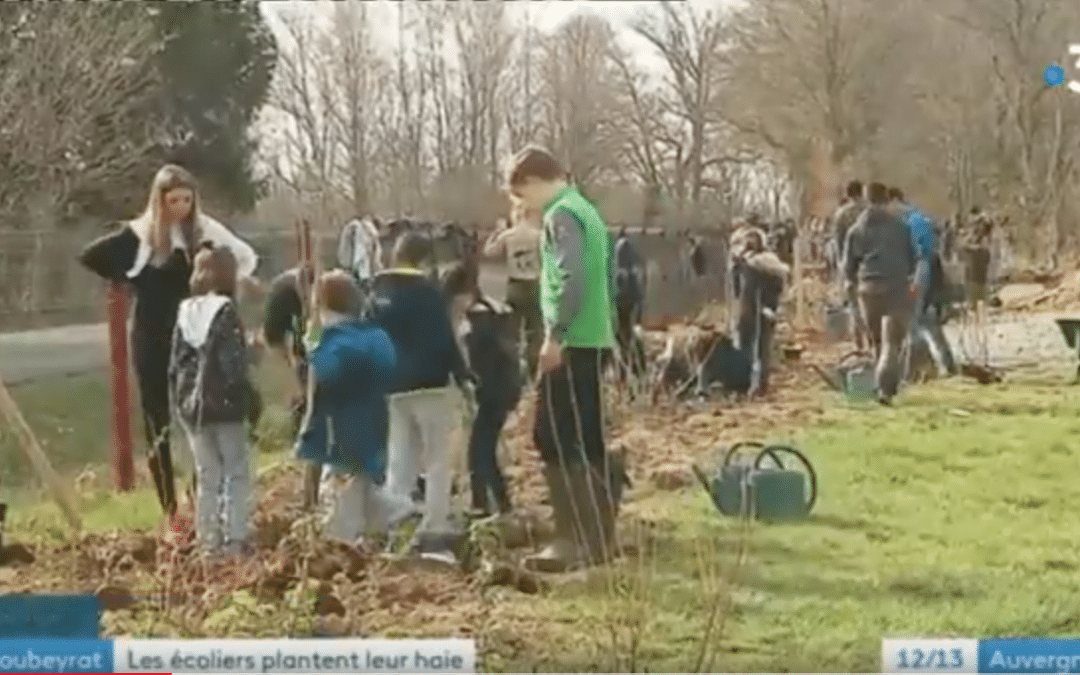 Première plantation de haie fruitière