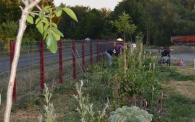 Haie fruitière : première récolte, et premier entretien ; ça pousse !