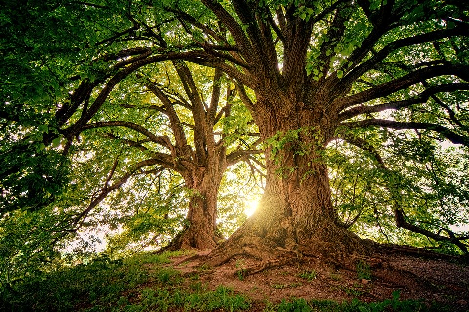 Lancement d’un concours de nouvelles utopiques : « l’arbre au futur »
