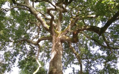 Palmarès du concours de nouvelles « l’arbre au futur »