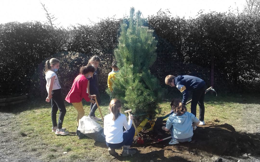 De nouveaux arbres à l’école de Loubeyrat