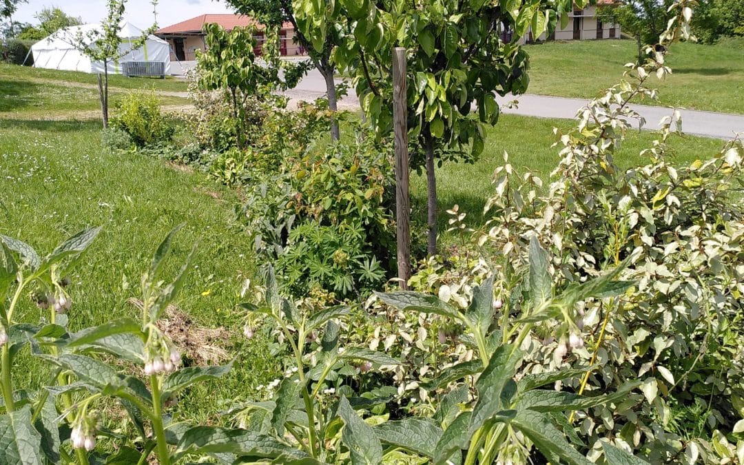 Ménage de printemps dans nos haies fruitières